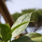 Quinta Pedra Dos Bicos 4* البوفيرا